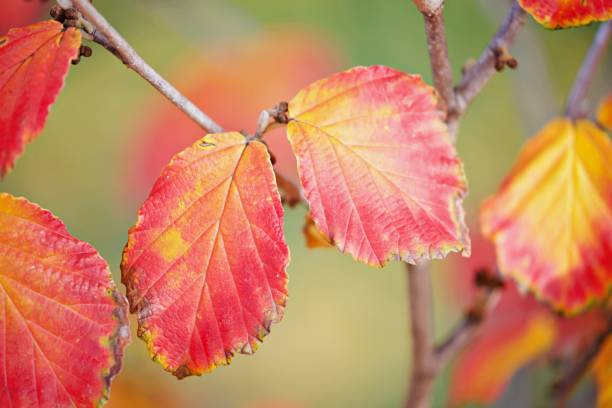 istock Close up of red beech leaves 2158006976