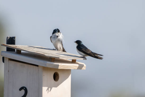Swallow in wood bird house peering out