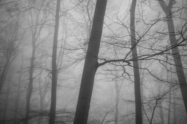 view over an agricultural field to the edge of a forest, the trees mostly sink in the dense morning fog. Canton Bern, Switzerland