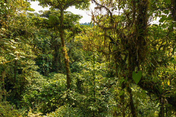 istock rainforest in the Monteverde rigion in Costa Rica 2158008136