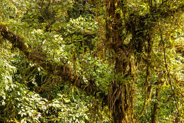 cloud forest in the Monteverde rigion in Costa Rica in Central America