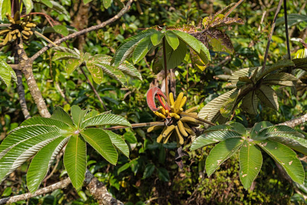 istock rainforest in the Monteverde rigion in Costa Rica 2158008242