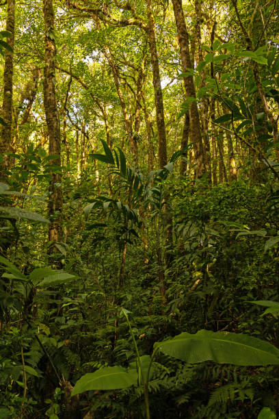 istock cloud rain forest near Monteverde in Costa Rica 2158008272