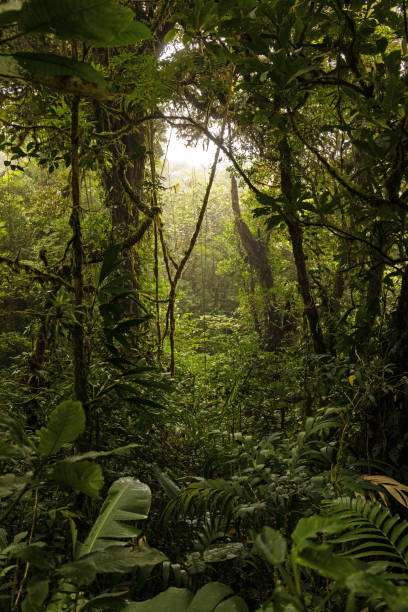 cloud rain forest near Monteverde in Costa Rica in central america