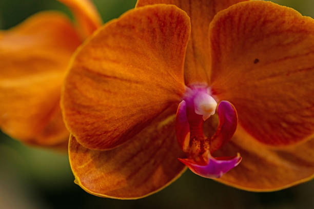 Closeup of orange Orchid flower under sunlight using as background natural plants landscape, ecology wallpaper cover page concept.