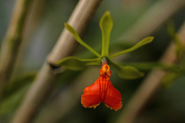 macro of an orchid flower