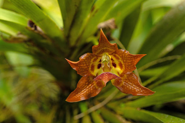 macro of an orchid flower
