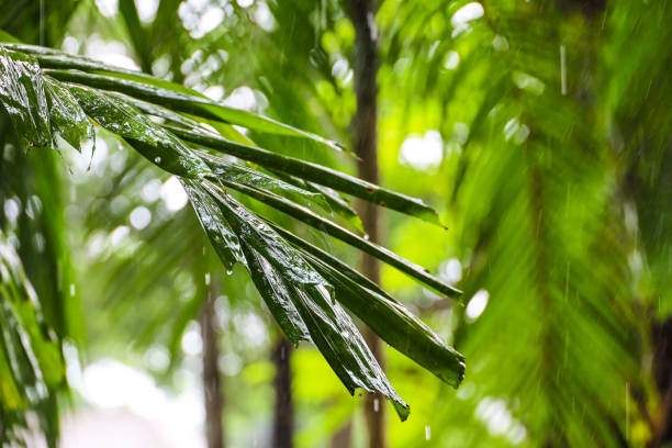 Background for International day of the tropics