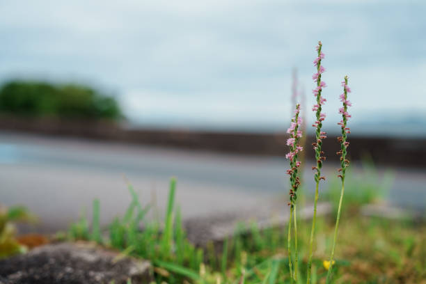 曇り空の下で道端に咲くLady's tresses