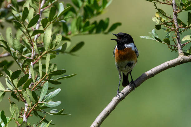 istock Male European Stonechat (Saxicola rubicola) perching 2158011006