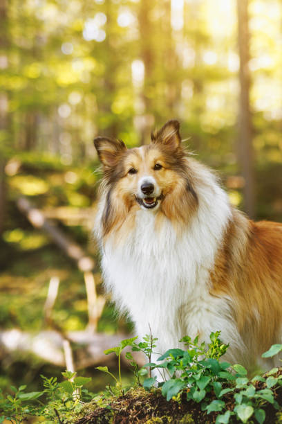 istock Beautiful fluffy shetland sheepdog in a summer green forest. 2158011436
