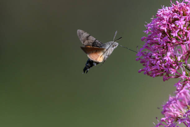 istock Hummingbird hawk-moth flying over flowers 2158012226