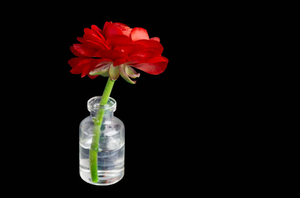 red flower in a glass vase on a dark background