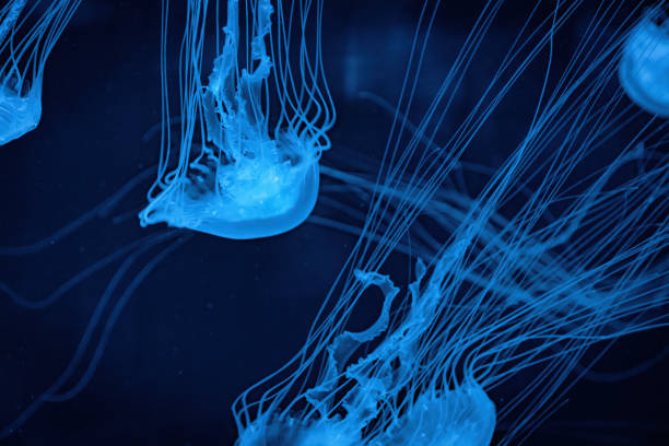 istock Sea jellyfish with long tentacles 2158014523