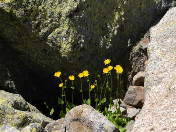 Yellow wild flower in the mountain