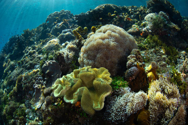 Colorful fish and healthy corals cover a reef slope on a remote island in the Forgotten Islands of Indonesia. This beautiful region harbors extraordinary marine biodiversity.