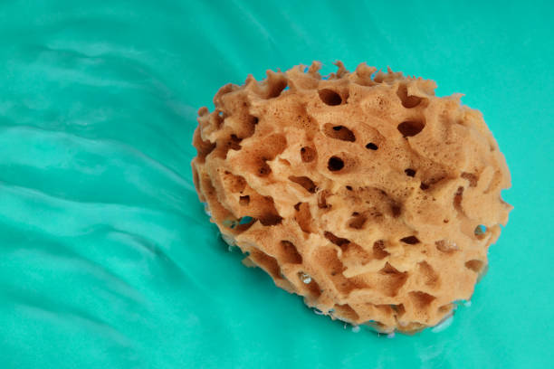 Natural sea sponge placed on a bright turquoise background.
