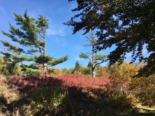 Point Pleasant Park is situated at the south end of the Halifax peninsula in a historic 75-hectare wooded area. It has 39 km of easy criss-crossing trails and off-leash dog walking areas. Biking is permitted on all main roads and pathways throughout the park during the week, but is restricted to the weekend route for Saturdays, Sundays, and holidays.