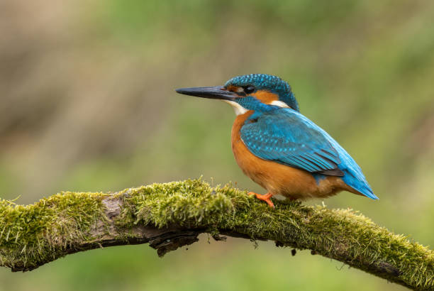 istock Beautiful male common kingfisher (Alcedo atthis) 2158018245