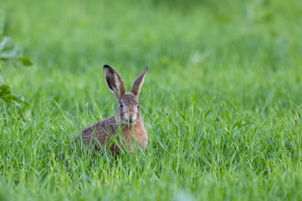 istock Young European hare (Lepus europaeus) sitting in a meadow. 2158018332
