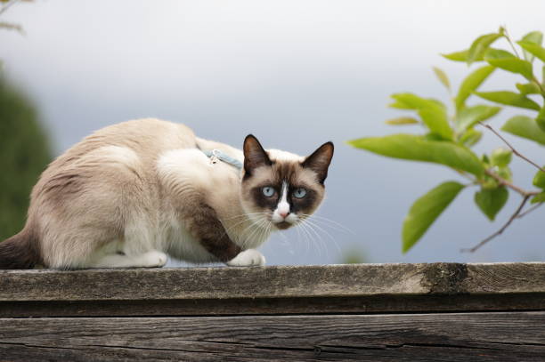 istock Blue-eyed Cat Observes from a Fence in Canada 2158022703