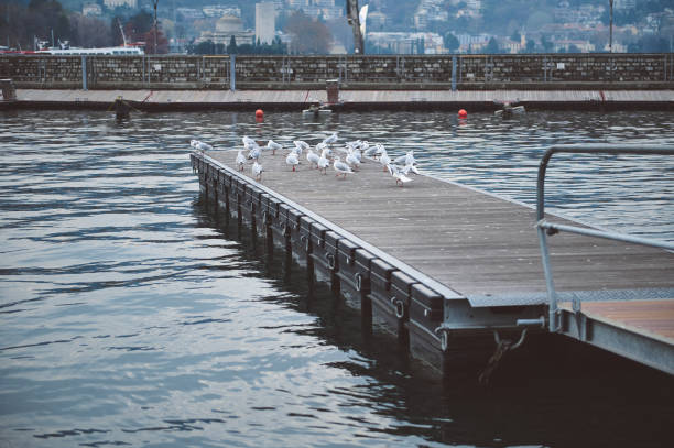 A group of seagulls perched on a wooden dock extending into a calm lake, with a scenic mountain town in the distance. Peaceful and serene outdoor setting.