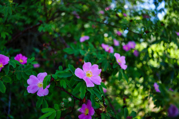 Wild Rose Pink Flowers - Scenic nature detail.