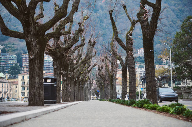 A tranquil city street lined with bare trees, set against a mountainous backdrop. Captures the essence of winter in an urban setting.