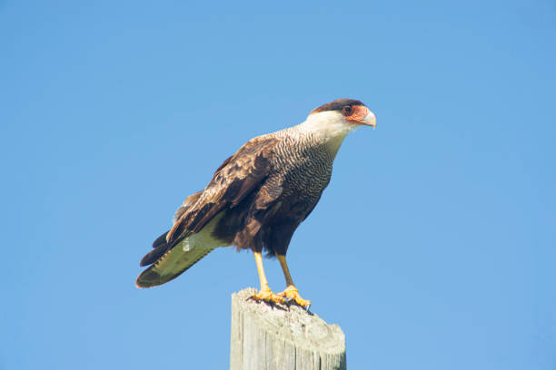 Crested caracara perched on a wooden pole , under the blue sky