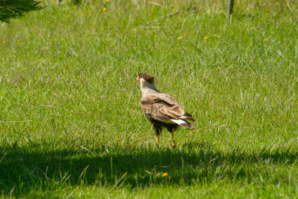 Crested caracara perched on the green herbs