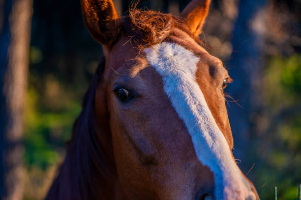 Soulful horse eyes gaze directly at the camera, revealing the deep connection between horse and human.