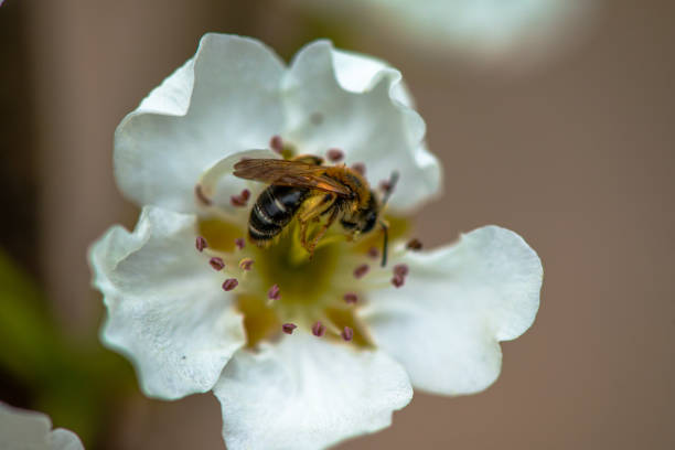 Cherry blossom in spring close up
