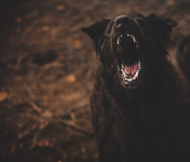 A large black dog with sharp teeth barks at the camera.