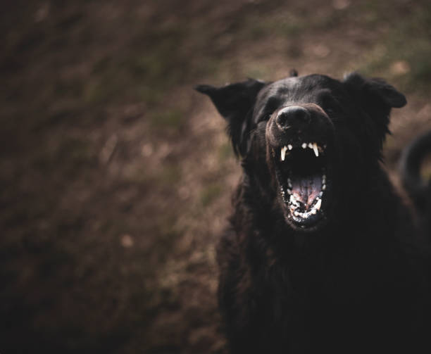 istock A large black dog with sharp teeth barks at the camera. 2158028657