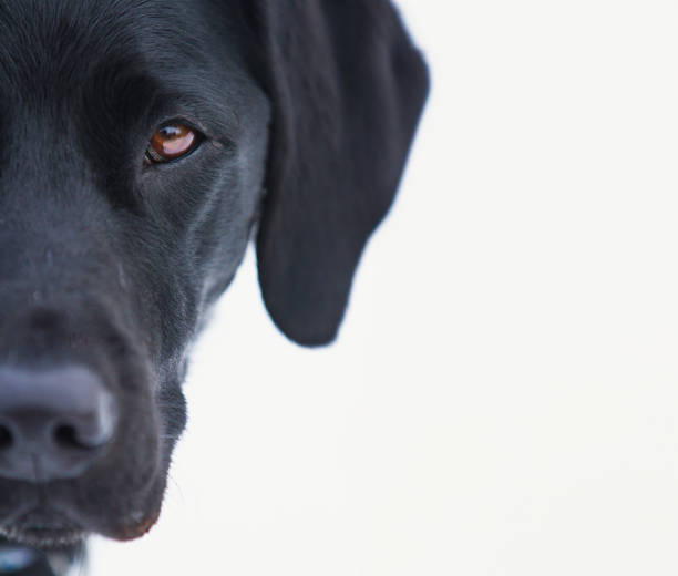 Sad senior black labrador retriever dog . This dog is lying on white tiles with nostalgia and tireness in a kitchen. the dog looks sadly upwards.