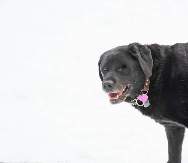 istock One eyed black labrador with a smile on her face stands against a white backdrop 2158028669