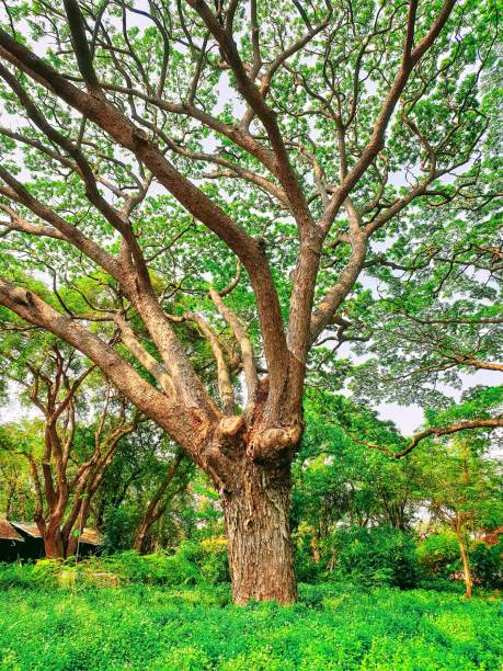 istock Big green tree in the garden 2158033988