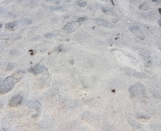 istock Footprints in the sand of beach. 2158034887