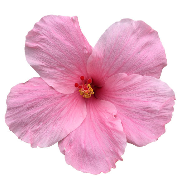 istock hibiscus flower isolated on white background 2158035819