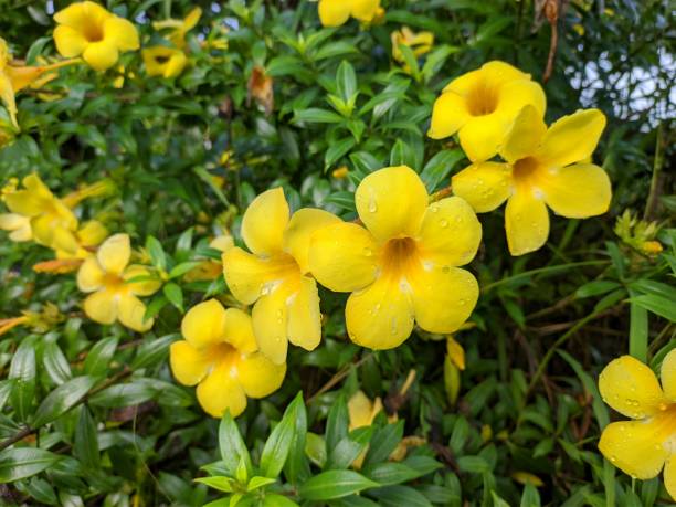 istock Allamanda Cathartica flower in the morning 2158036530