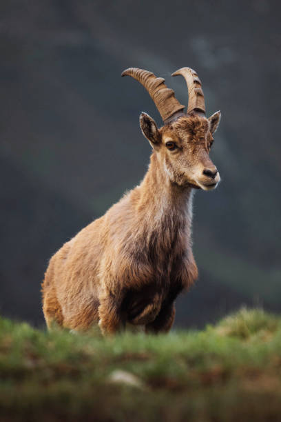 Female ibex in the Alps looking at camera close up with copy space