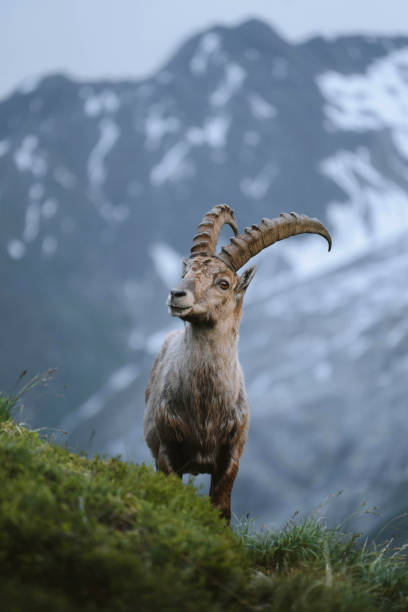 istock Alpine ibex in Chamonix Alps in France 2158038265