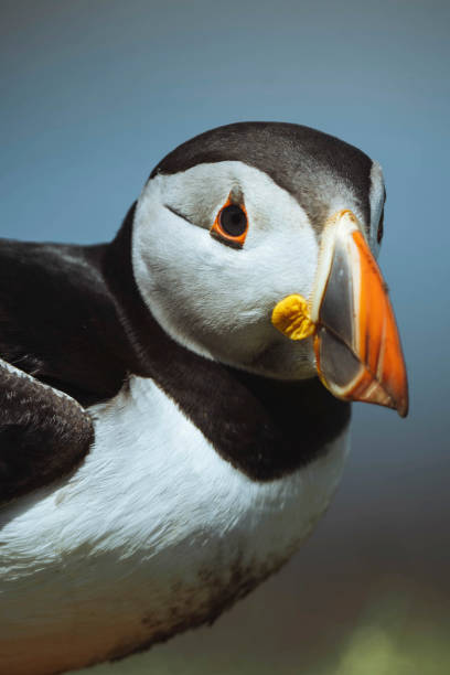 istock Cute Atlantic puffin on the Treshnish Isles 2158038321
