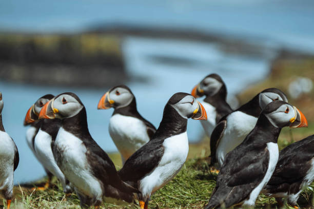 istock Flock of Atlantic puffins on the Treshnish Isles 2158038326