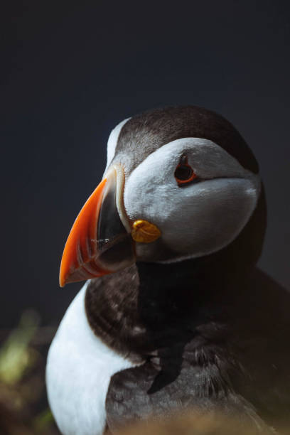 istock Cute Atlantic puffin on the Treshnish Isles 2158038330