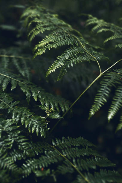 istock Fern leaves in Mull temperate rainforest 2158038333