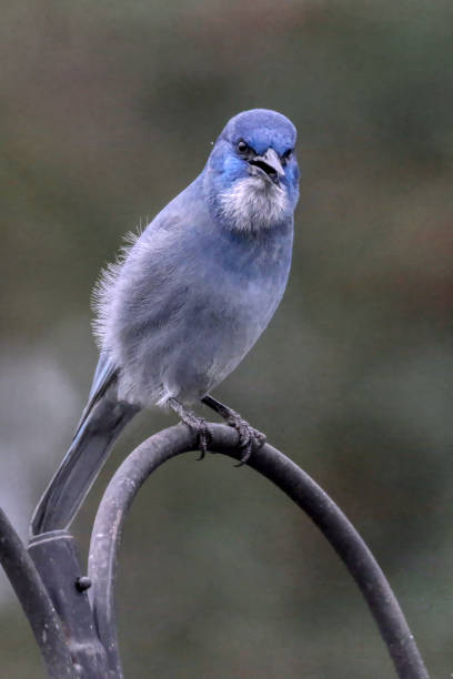 istock pinyon jay, West Vancouver, BC, Canada 2158038547