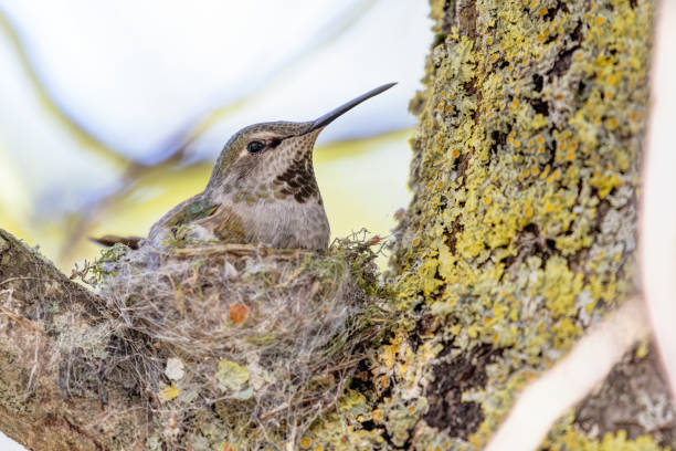 istock Female Anna's Hummingbird hatching eggs 2158038646