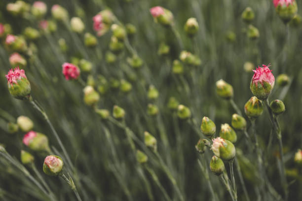 Selective focus of Dianthus gratianopolitanus 'Firewitch' Flower Blossom with on defocus background