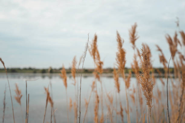 istock Pampas grass outdoor in light pastel colors. Dry reeds boho style 2158040362